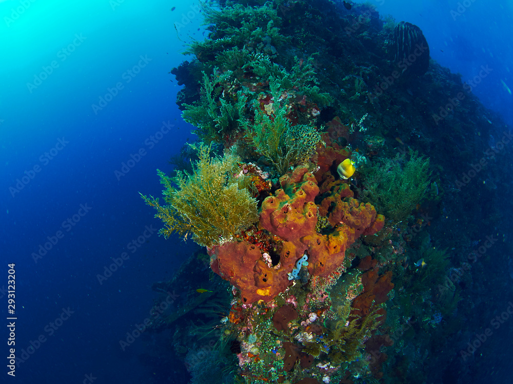 Fototapeta premium coral reef