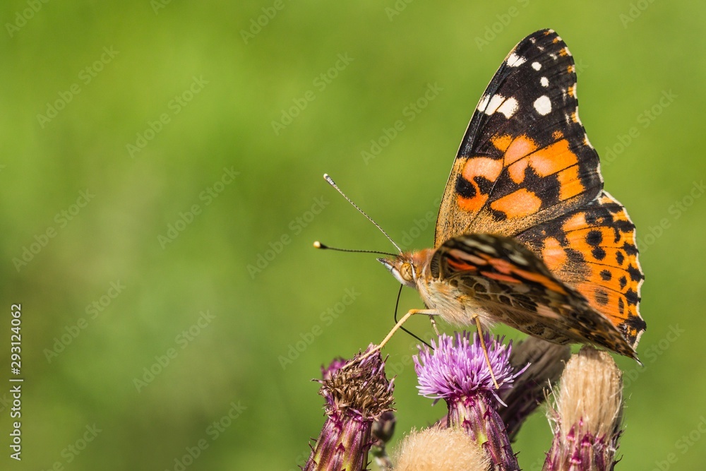 Obraz premium Close up image of colorful painted lady butterfly sitting on purple thistle growing in a meadow on a summer day. Blurry green background.