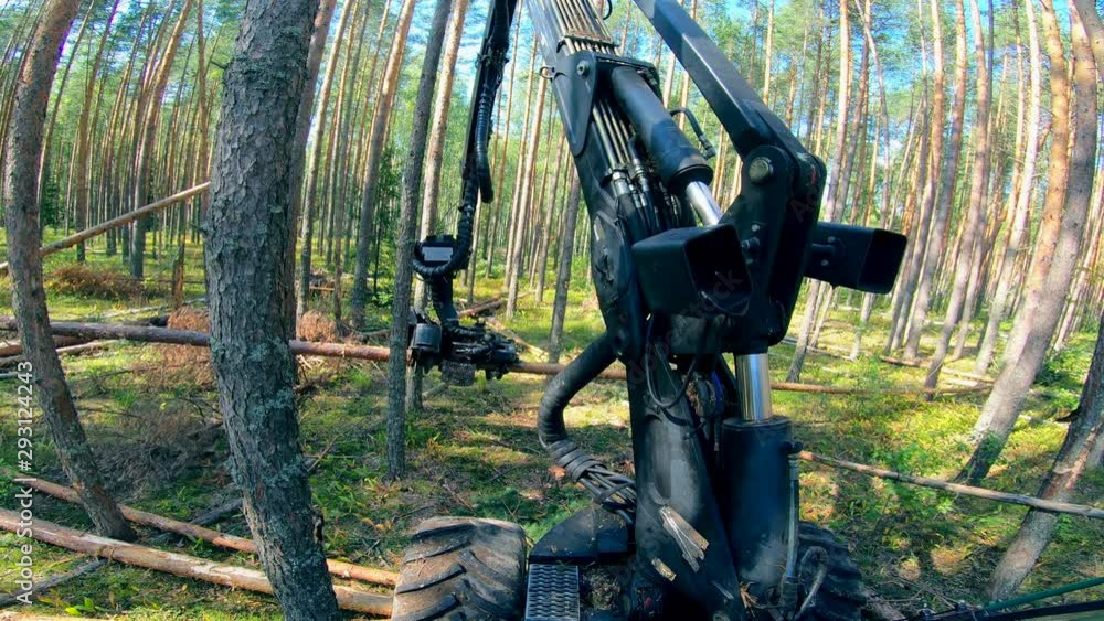 Harvesting vehicle is processing and cutting pines Harvesting vehicle is processing and cutting pines
