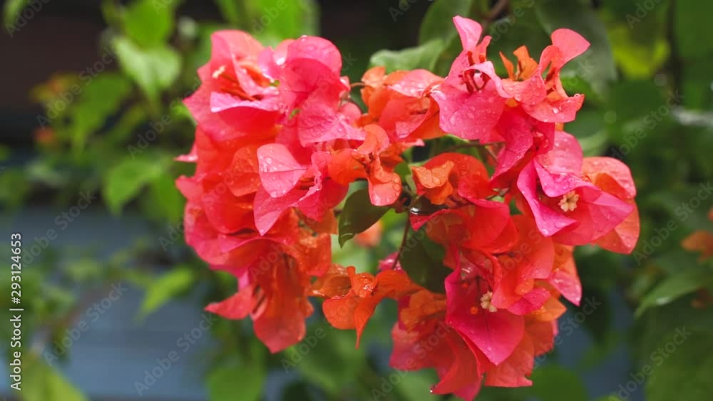 Pink bougainvillea flowers text area, slowly-slide, slow motion-vdo-4K After the rain in Narathiwat, Thailand. Pink bougainvillea flowers text area, slowly-slide, slow motion-vdo-4K After the rain in Narathiwat, Thailand.