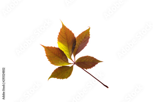 Colorful autumn leaves isolated on white background