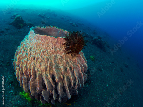 Giant barrel sponge photo