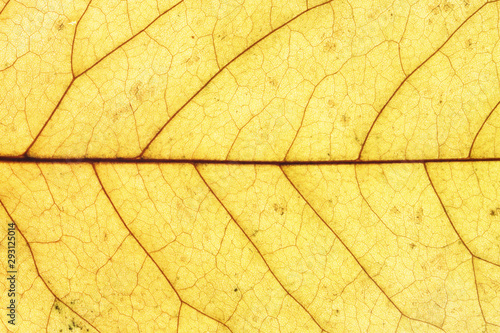 Veins in the yellow autumn leaf close-up. Nature texture. Abstract background