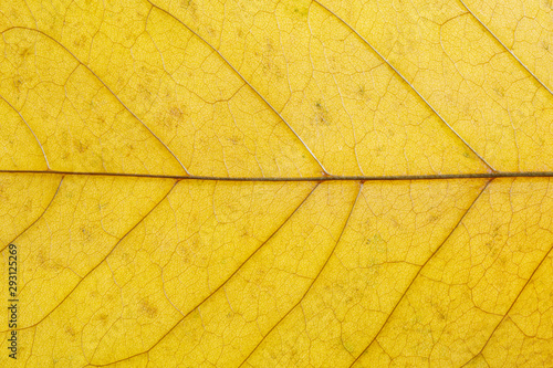 Veins in the autumn leaf