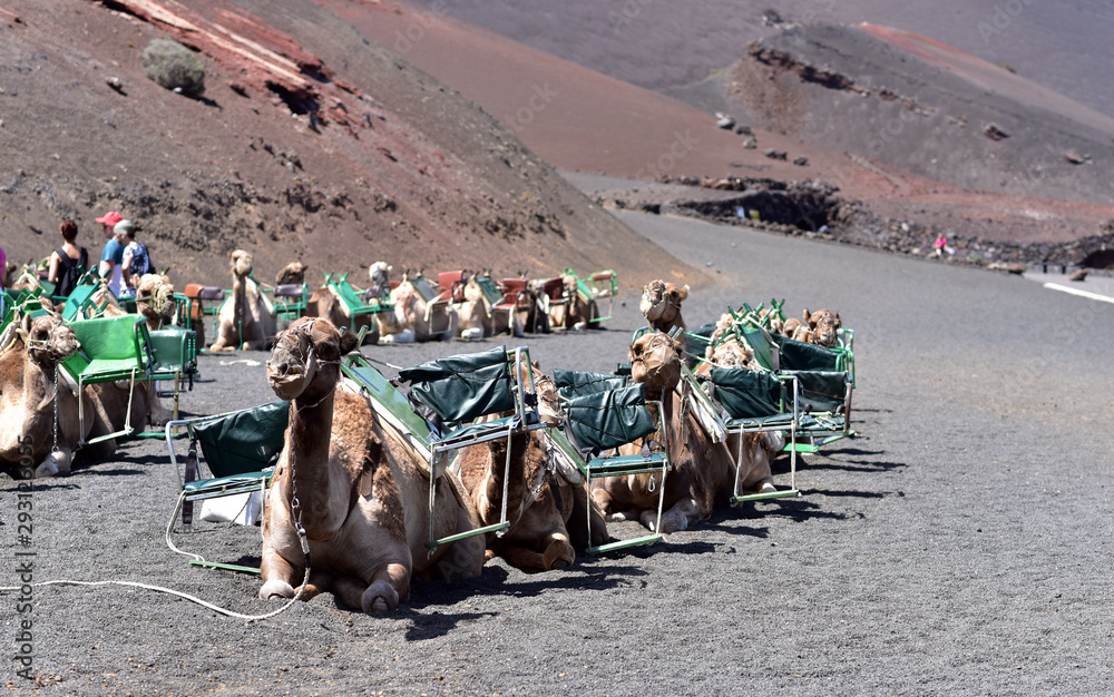 Fototapeta premium Camel rides in Lanzarote are a really popular way to enjoy the sites, especially in the Fire Mountain region exploring the volcanoes, Canary Islands, Spain