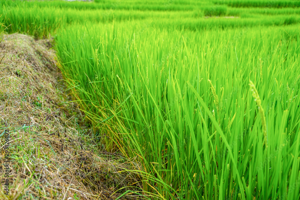 beautiful rice field terrace at Chiang Mai