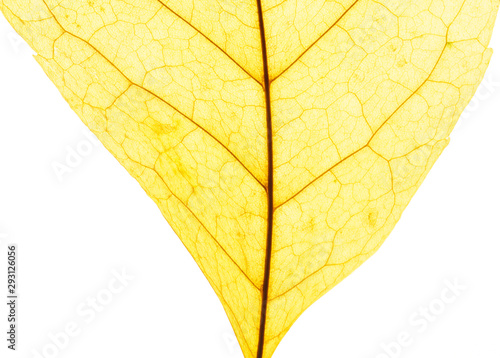 Yellow leaf on white background. Veins in the autumn leaf close-up