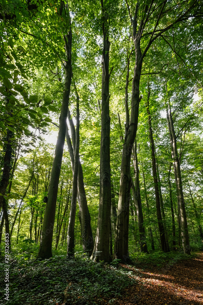 Fototapeta Große Bäume im Park