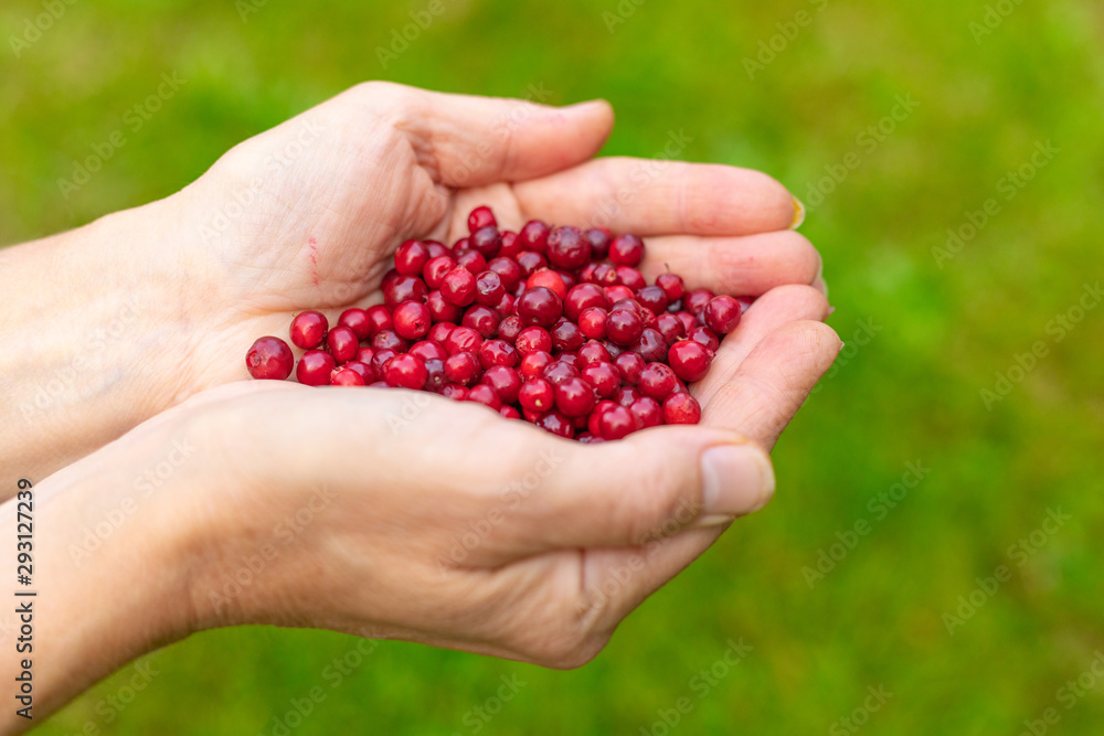 Female palms with berries on a green grassy background Female palms with berries on a green grassy background