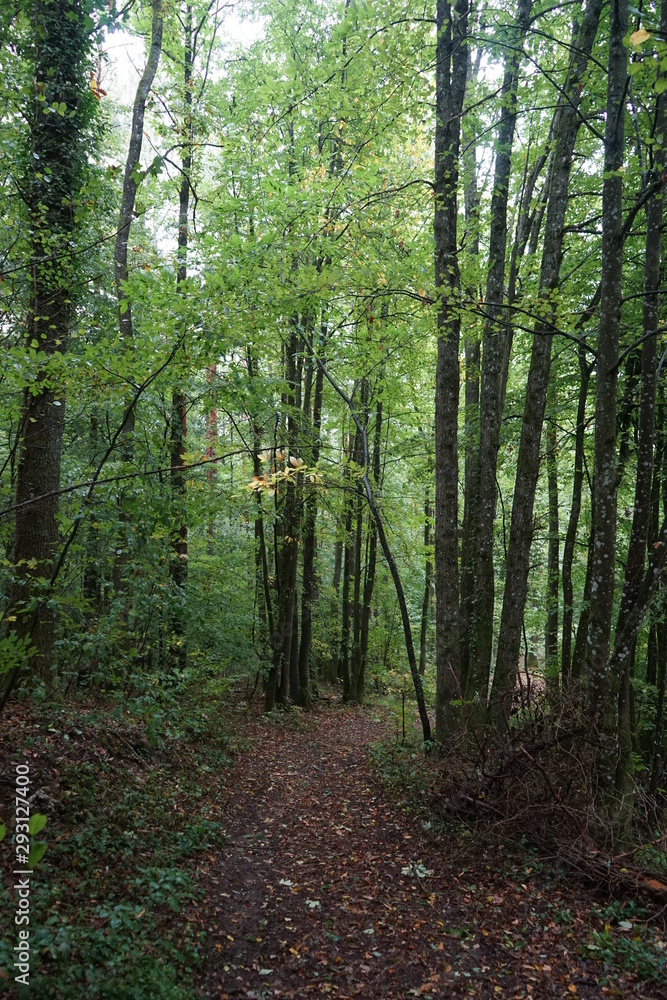 Waldweg Waldweg