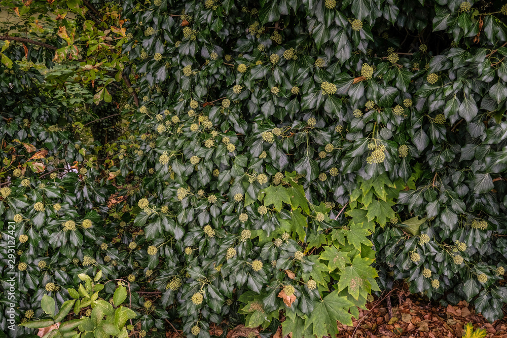 Fototapeta premium Wilder Hopfen als hecke