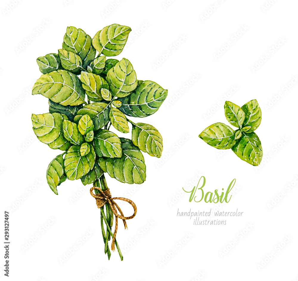Watercolor basil. Herbs. Watercolor botanical hand drawn illustration
