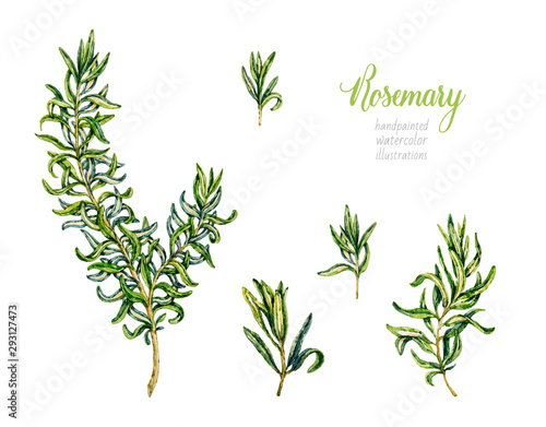 Watercolor rosemary. Herbs. Watercolor botanical hand drawn illustration.