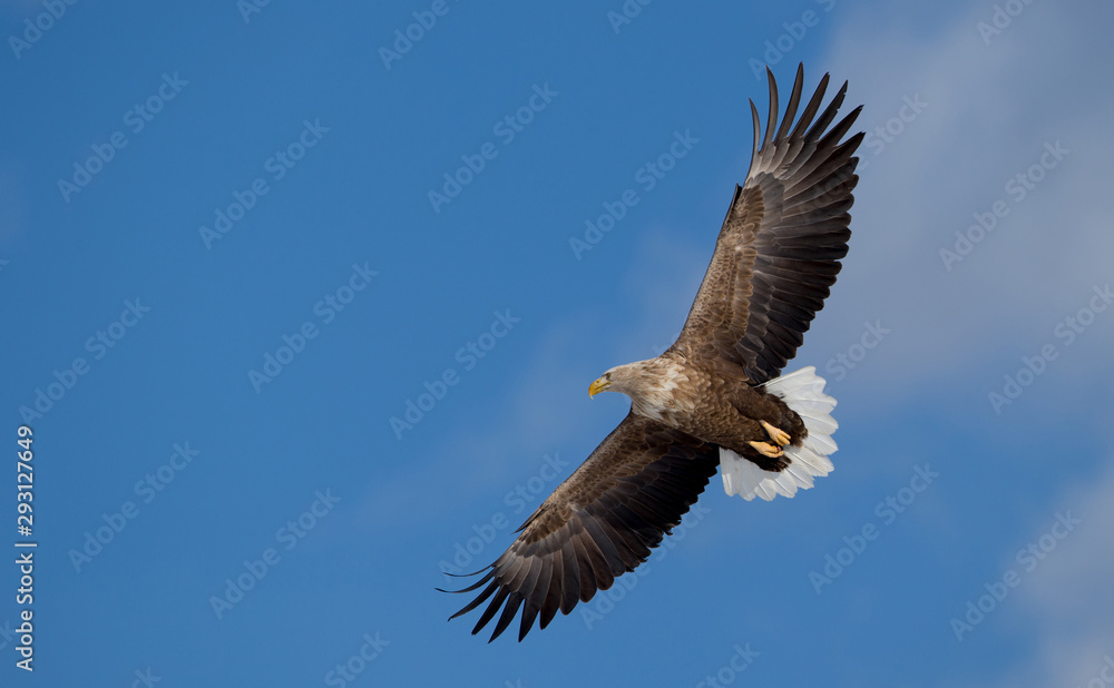 Obraz premium orzeł w locie