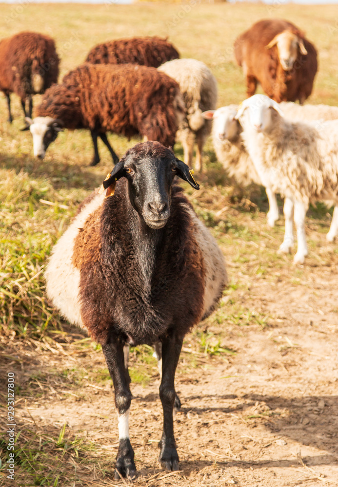 animal ram for a walk animal ram for a walk