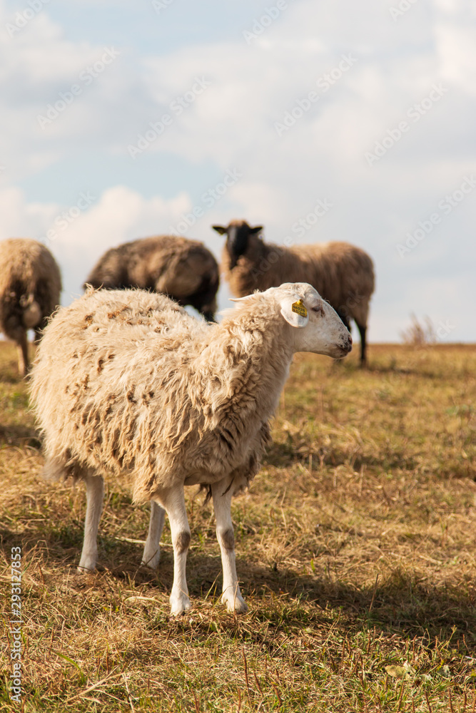 animal ram for a walk