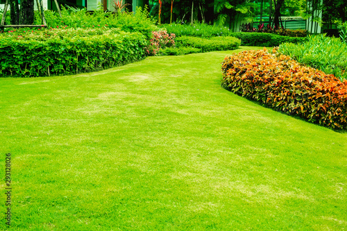 Green grass, The front lawn for background, Garden landscape design, Garden decoration for the background.