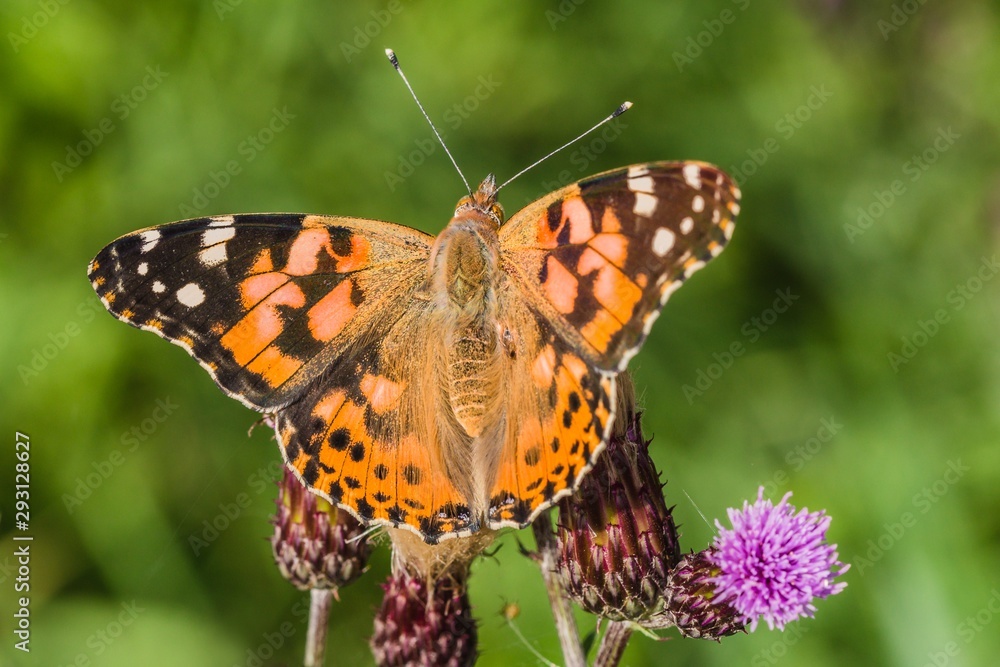 Close up image of colorful painted lady butterfly with spread wings sitting on purple thistle growing in a meadow on a summer day. Blurry green background. Close up image of colorful painted lady butterfly with spread wings sitting on purple thistle growing in a meadow on a summer day. Blurry green background.