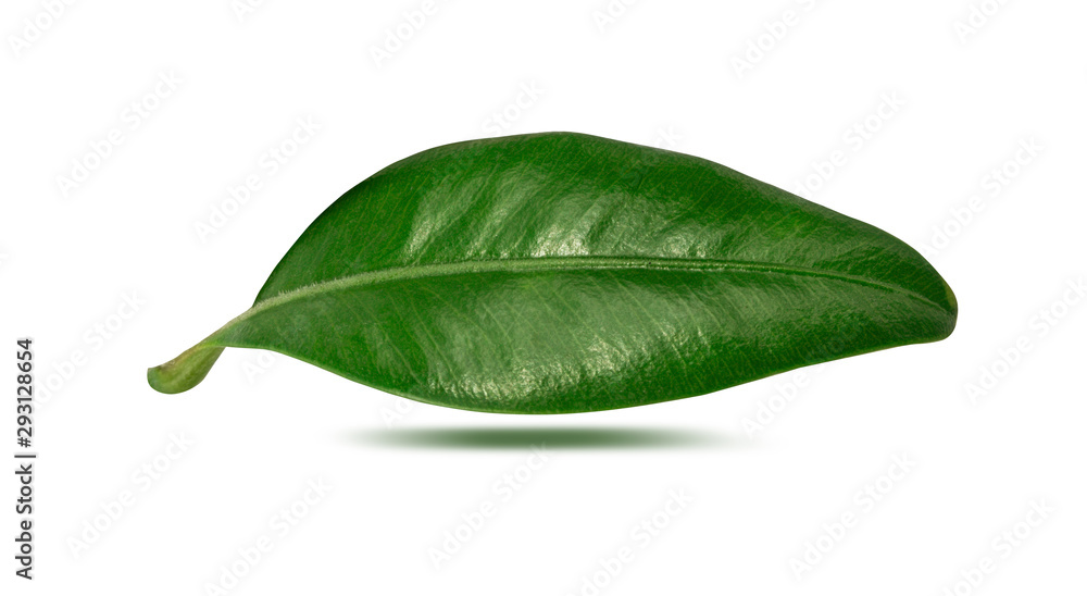 Obraz premium Blueberry leaf isolated on white background