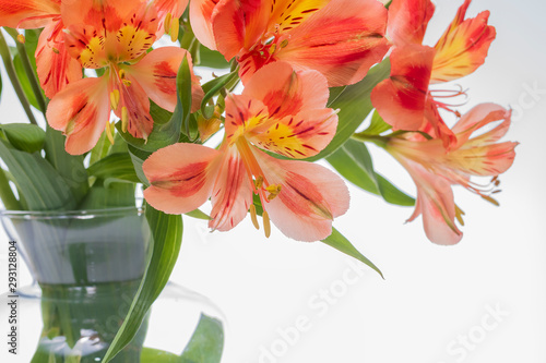 Wallpaper Mural astromeliad flower Torontodigital.ca