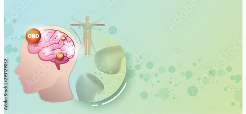 CBD and the Endocannabinoid system is work.
