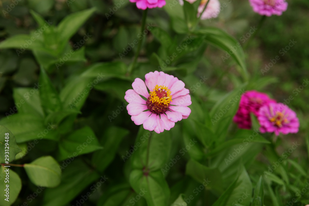 Zinnia flowers on the natural background. Zinnia flowers on the natural background.