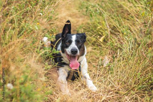 Border Collie lying in the grass