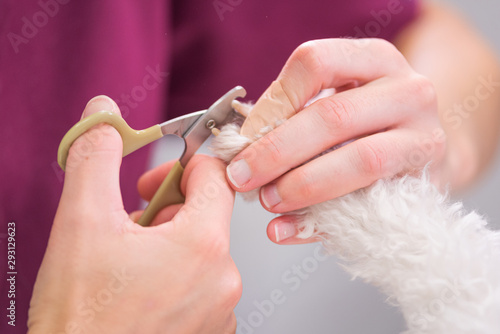 Unrecognizable veterinarian is trimming nails dog  close-up .