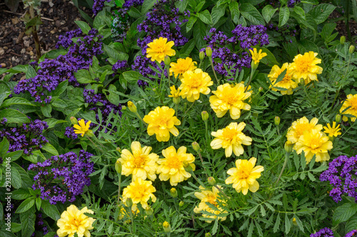 Yellow marigold and purple verbena flowers