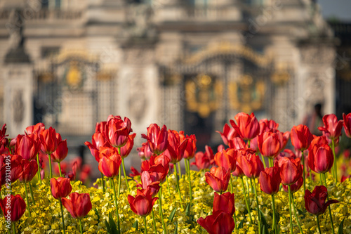 Telephoto shot of flowers in front of Buckingham Palace,