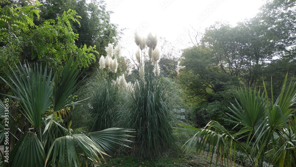 Obraz premium Пальмы