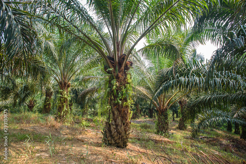 Palm oil plantation  trees with healthy trunk and frond.