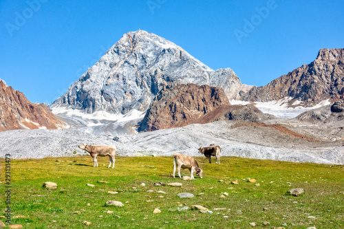Italy mountains Ortler