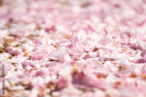 background of pink flowers petals