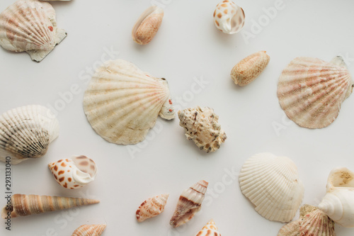 Pile of beautiful sea shells on white background