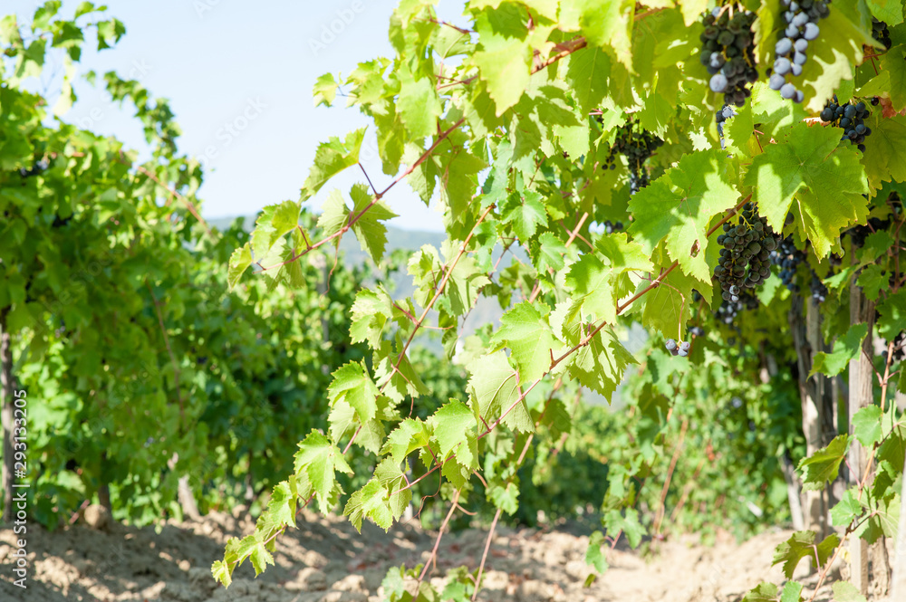 juicy ripe grapes in the mountains of Crimea. Crimea in September. Time for grapes. Plantation winemakers. juicy ripe grapes in the mountains of Crimea. Crimea in September. Time for grapes. Plantation winemakers.