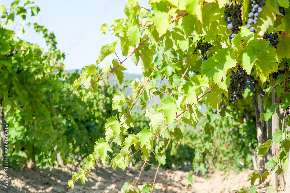 juicy ripe grapes in the mountains of Crimea. Crimea in September. Time for grapes. Plantation winemakers.