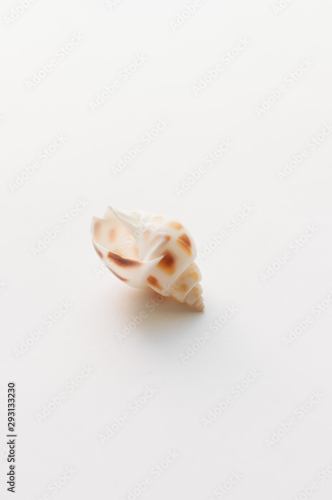 Beautiful sea shell on white background