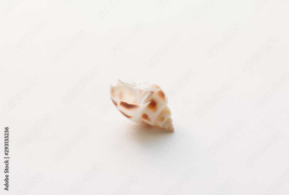 Beautiful sea shell on white background