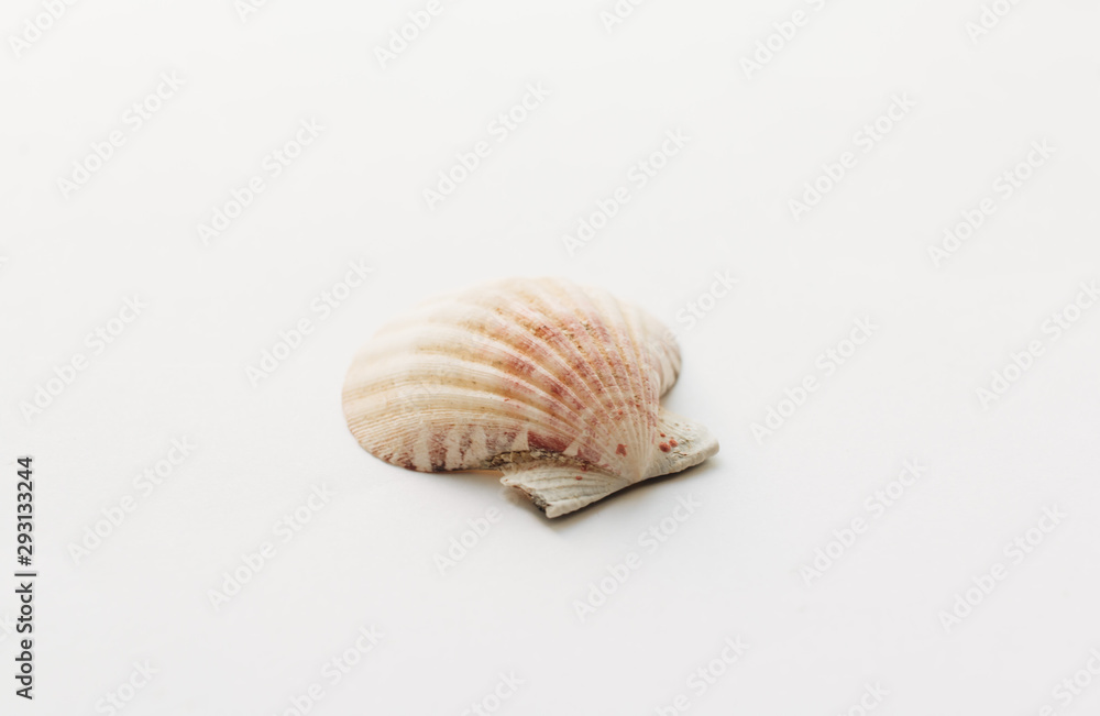 Beautiful sea shell on white background