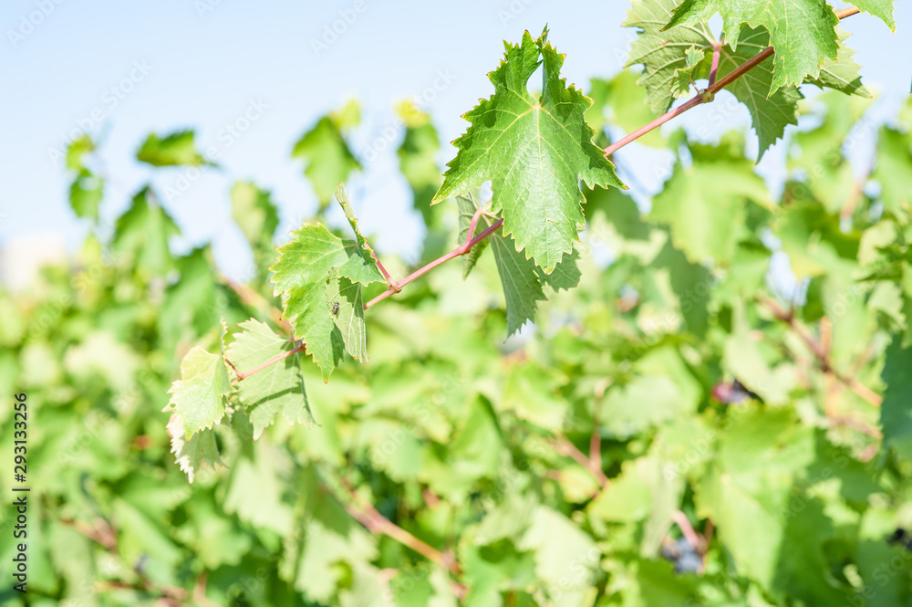 Fototapeta premium juicy ripe grapes in the mountains of Crimea. Crimea in September. Time for grapes. Plantation winemakers.
