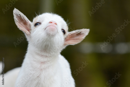 head from cute, small, white goat kid