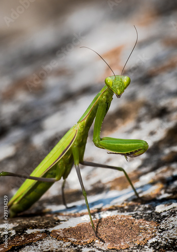 Green Praying Mantis Hunting For Insects © grafxart