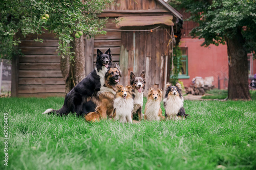 Dogs playing. A group of dogs are playing together. Shetland Sheepdog. Border Collie Dog