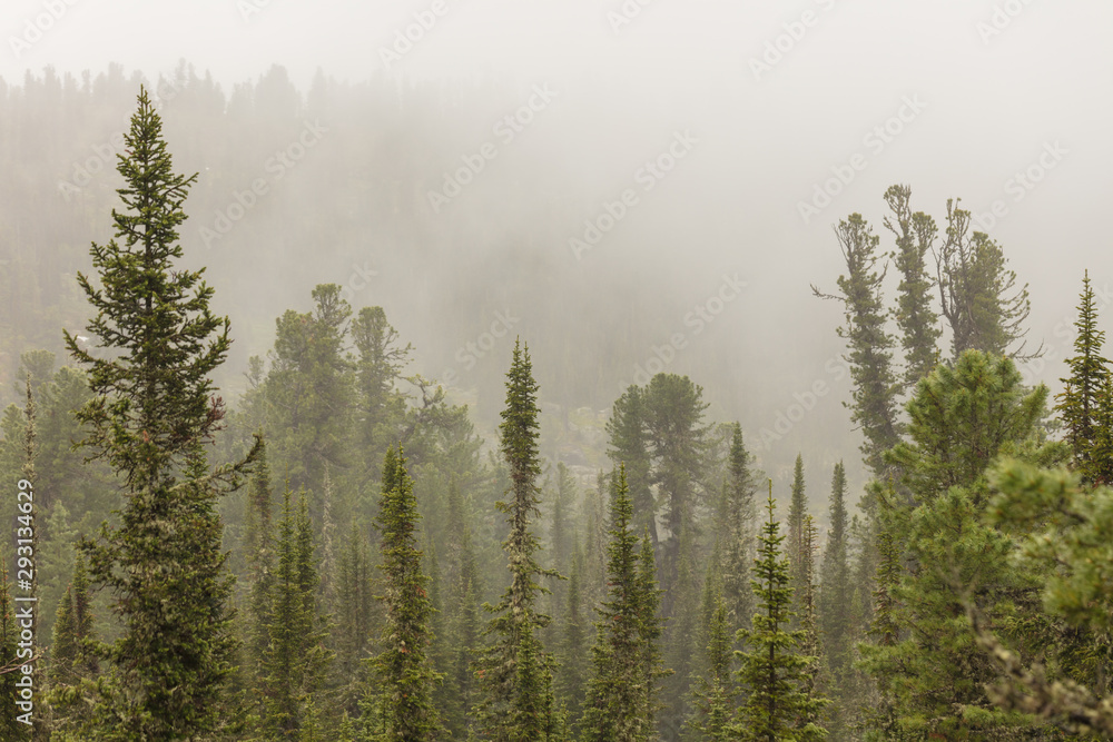 Beautiful view of Siberian nature. Very beautiful and fabulous forest