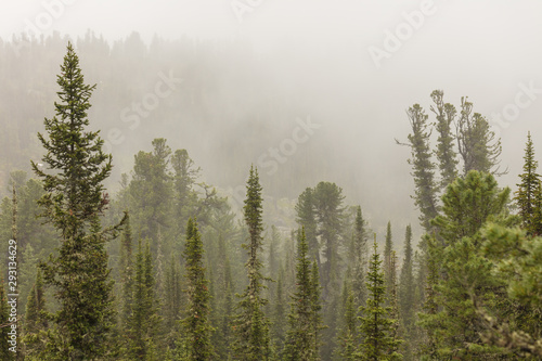 Fototapeta Naklejka Na Ścianę i Meble -  Beautiful view of Siberian nature. Very beautiful and fabulous forest