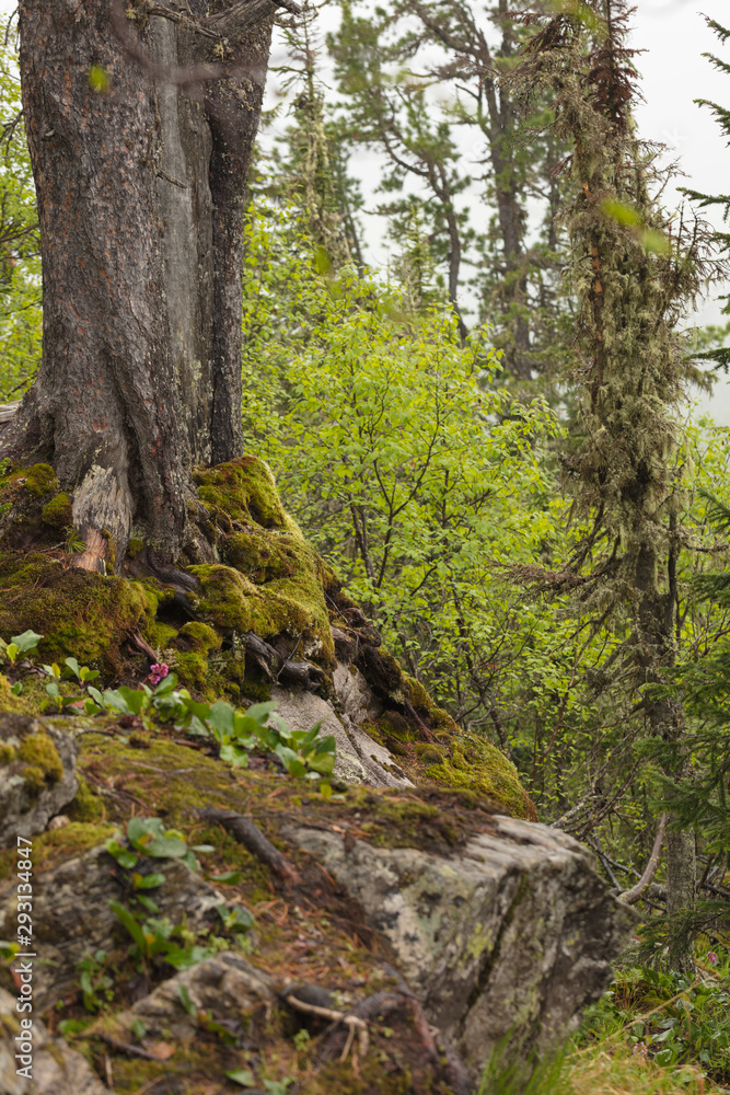 Beautiful view of Siberian nature. Very beautiful and fabulous forest Beautiful view of Siberian nature. Very beautiful and fabulous forest