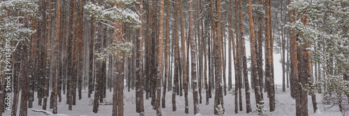 pine tree trunks covered with snow in the forest.