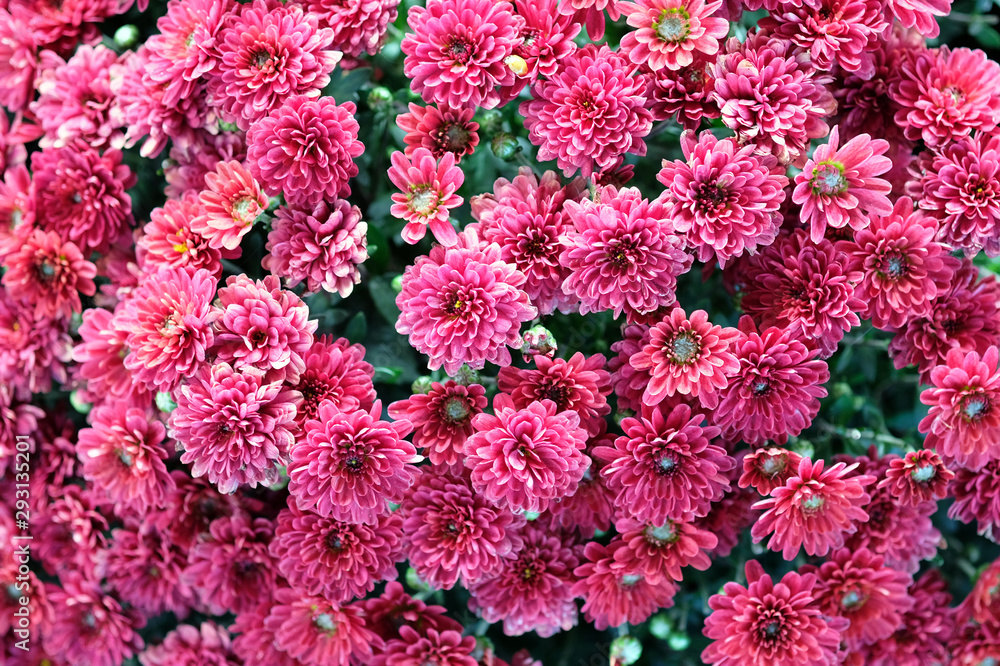 Terry red chrysanthemums bloom on a flowerbed in a park close-up. autumn chrysanthemum flowers in the garden background. Beautiful bright autumn flowers top view.