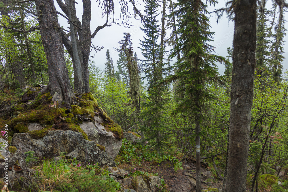 Fototapeta premium Beautiful view of Siberian nature. Very beautiful and fabulous forest